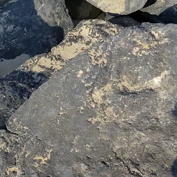 Birds Aren't Real - Spotted What Appears to be a Seagull Drone at the End of the Video!