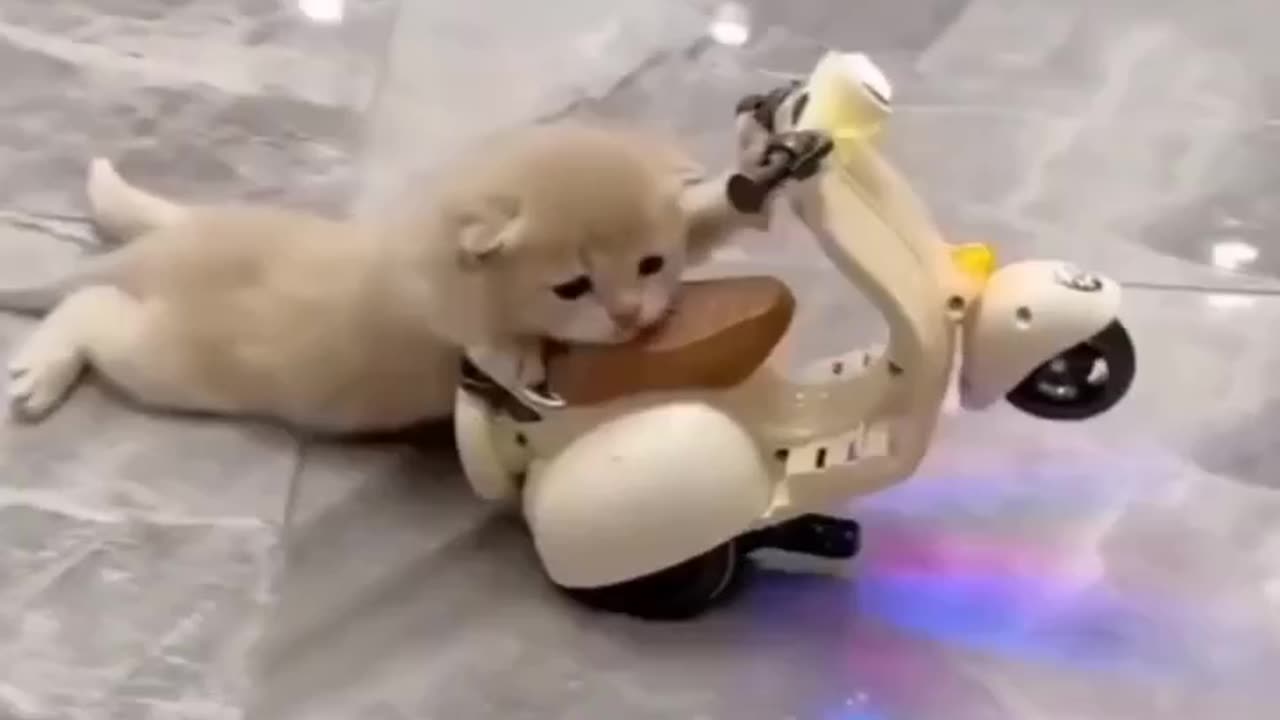 Cat funny video 😂🤣🤣🤣