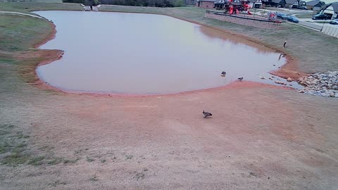 The Pond