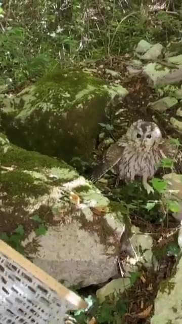 This man saves an owl that was caught on a carelessly disposed of fishing line