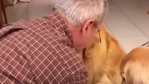 Feed the big golden retriever. Cry the little golden retriever.