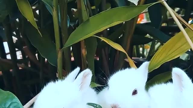 Rabbits resting time on the pot with planet