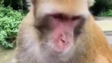 Animal videos Funny Animals Planet