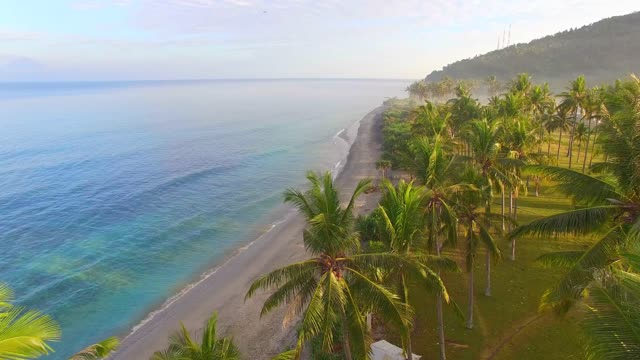 Flight over palm trees