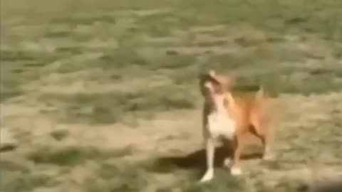 Dog style body slam