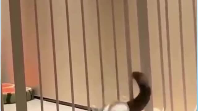 CAT AND DOG FUNNY VIDEOS TRY NOT TO LAUGH SHORT | PART 5