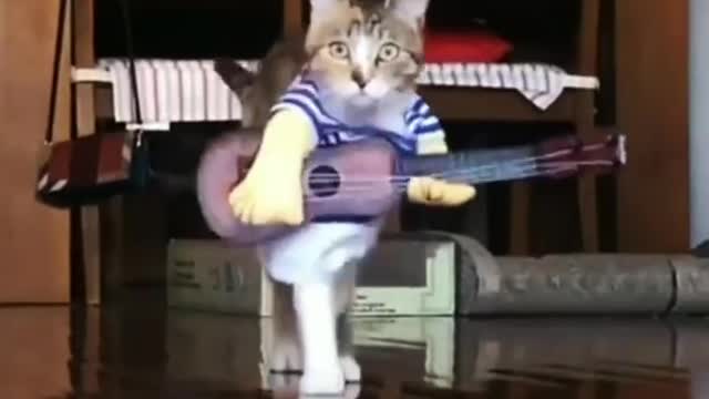 A cat that sings and sings