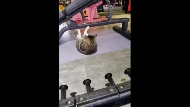 Cute cat learn to pushup😂