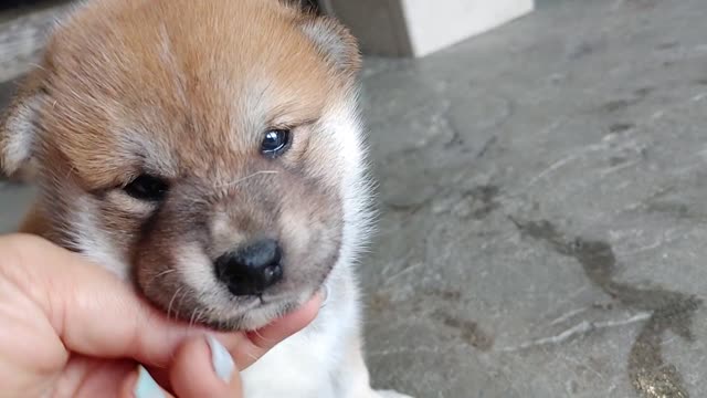 7月28日生まれ☆柴犬、女の子三姉妹