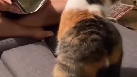 Funny animal | cute-cat video | funny videos#shorts