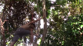 HARVESTING THE WORLD'S MOST AMAZING AVOCADOS - May 27th 2015