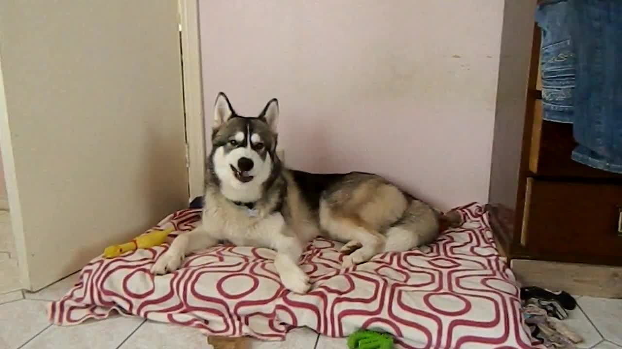 Husky dog sings 'I Feel Good'