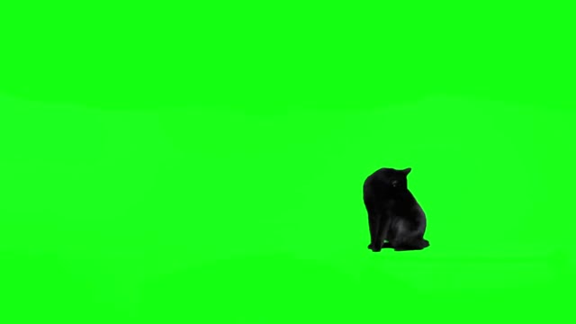 Cats Chroma key free