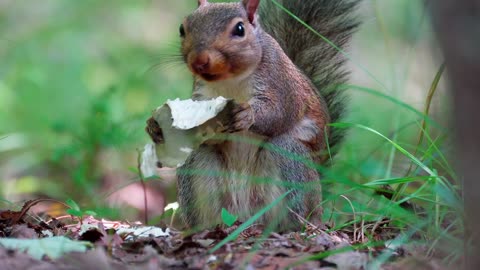 Hungry squirrel