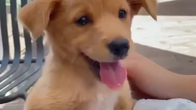 Funny Moments Animals - Best Of The Adorable Pets