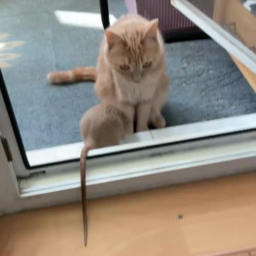 Persea and Philia love to run