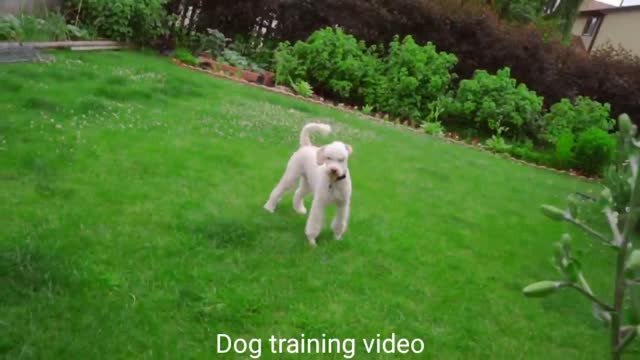 Dog training funny