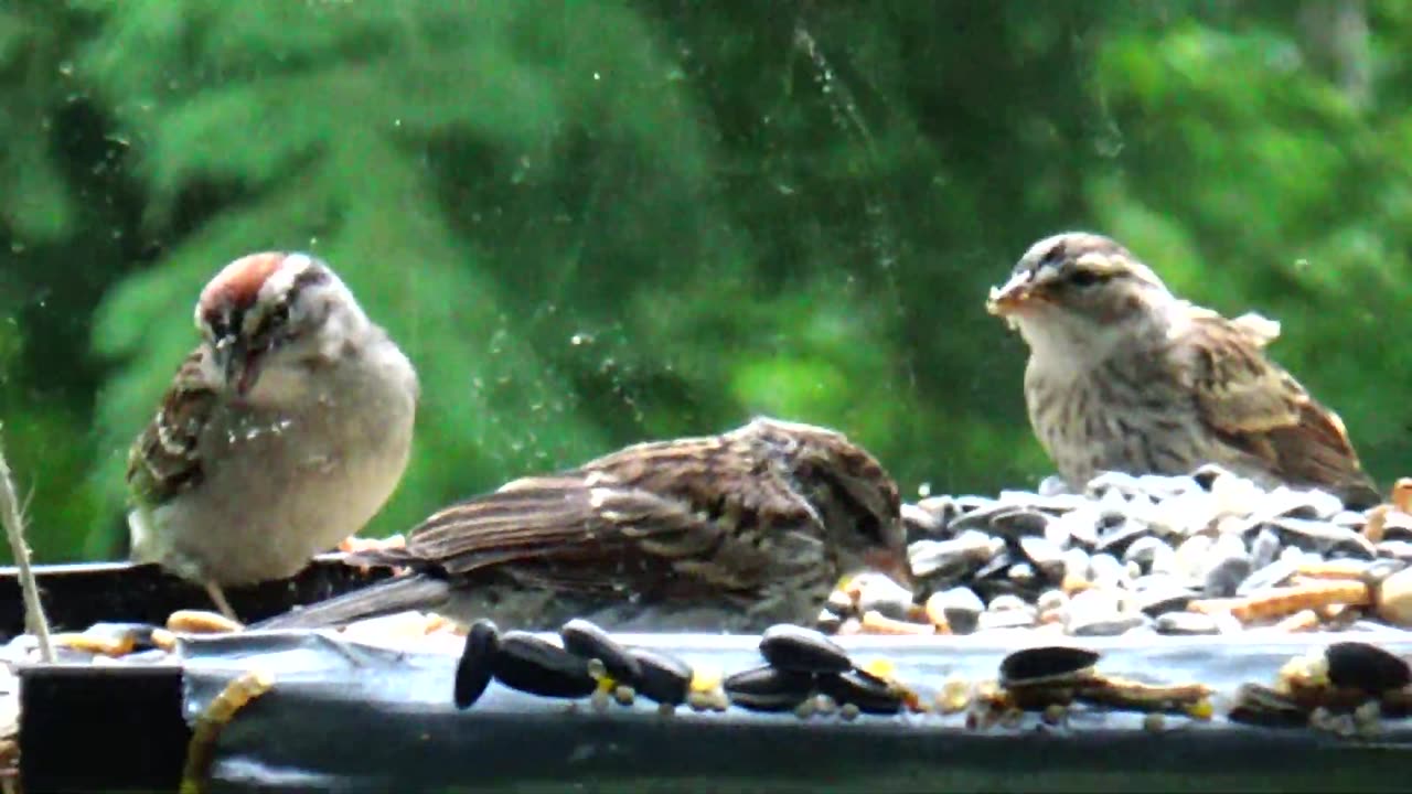 Chirping Sparrows