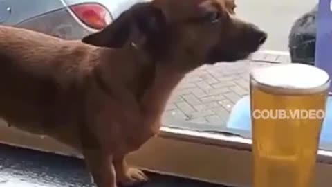 drunk dog coming off😋😋😋😋