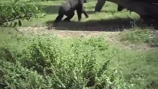 Gorilla Fight 🤣🤣