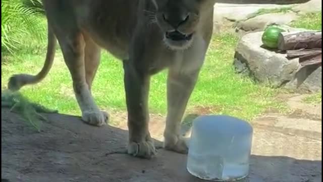 This is using ice to cool the lion