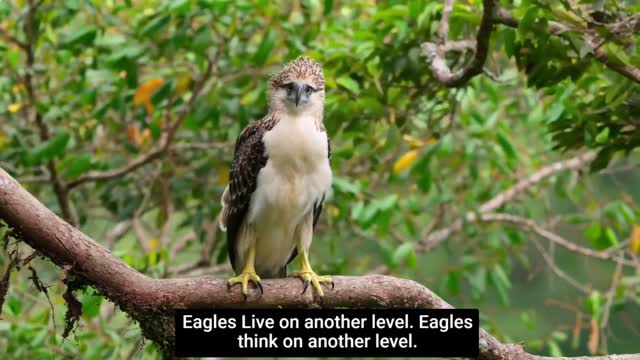 Eagles Live on Another Level #shorts