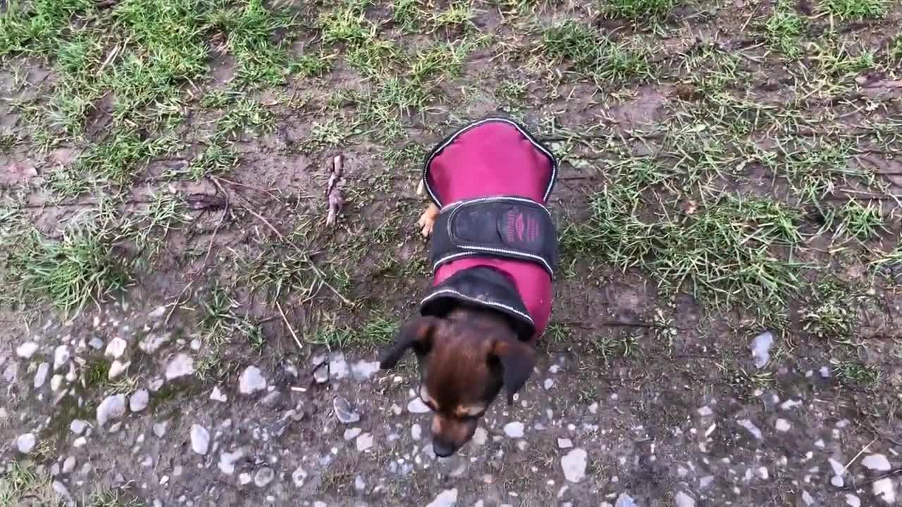 Cold, windy, wet dogs coated during Storm Eunice. Inca said NO, hates it