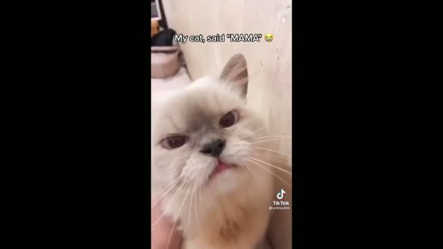 Kitten Thinks His Owner Is His Mother -Tiktok Cats (Funny Animals #377)