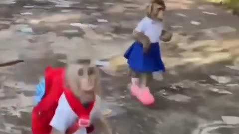 Monkey's Fun