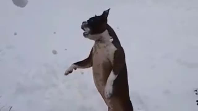 Boston Terrier catching snow balls