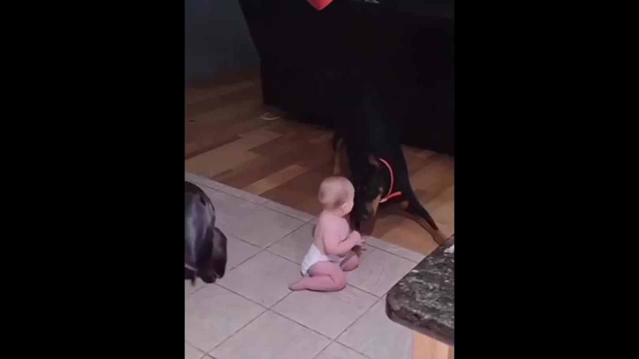 Funny animal's with baby