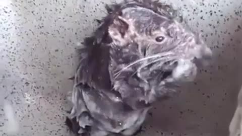 The most viral video of rat taking shower