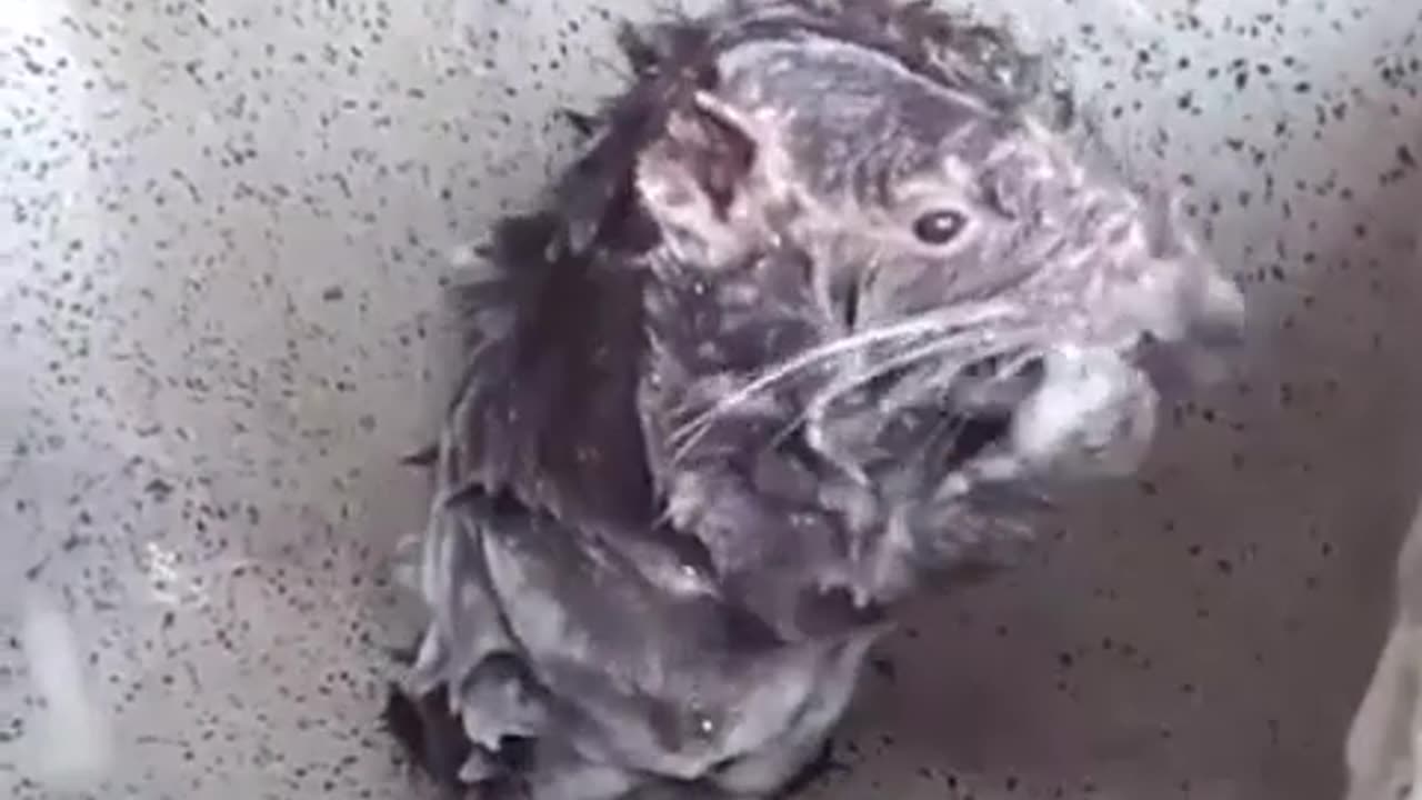 The most viral video of rat taking shower