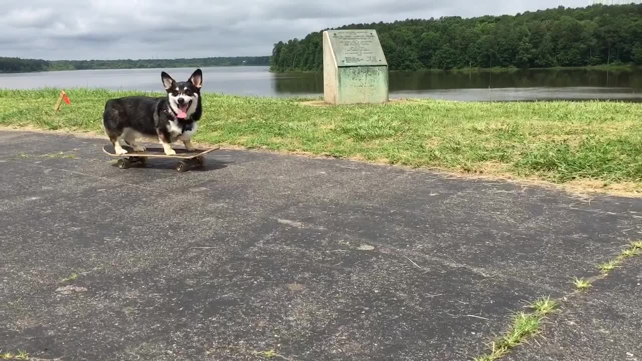 Corgi skates for a cause