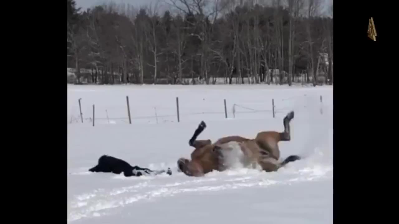 Horse really showed her how it's done