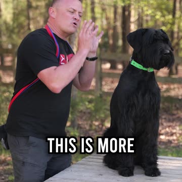 Top 3 Reasons Why You Should Get a Giant Schnauzer