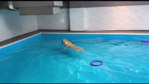 A swimming dog