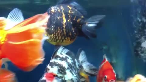 The most beautiful thailand goldfish collection-1