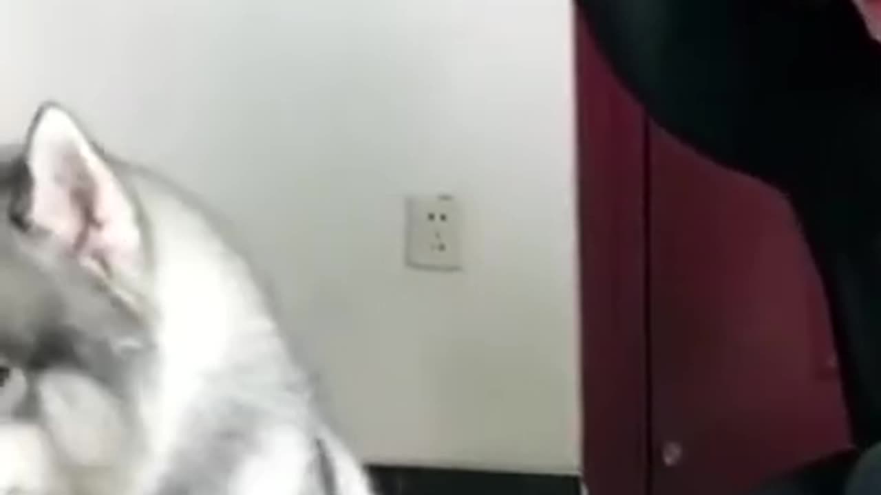 Funniest Cat And Dogs 😂 Funny Animal Videos 2023