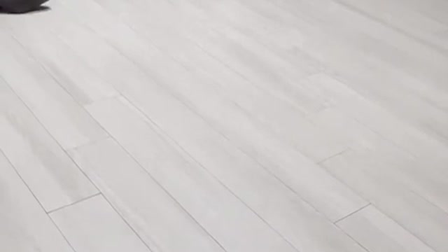 Dog Funny Dress Viral Video