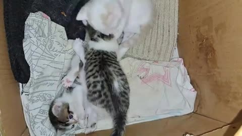 Can't get enough of looking at these kittens. Funny kittens are playing