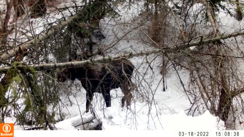 Moose on Path By Creek