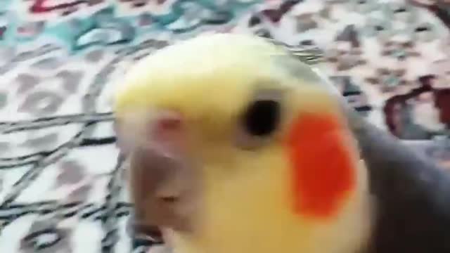 Cockatiel Best Singing and Talking Companion in the World _ Cockatiel Singing training video _2020