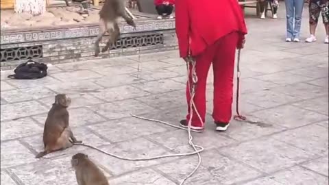 Funny monkeys show🤣🤣 #shorts #viral #trending #animals