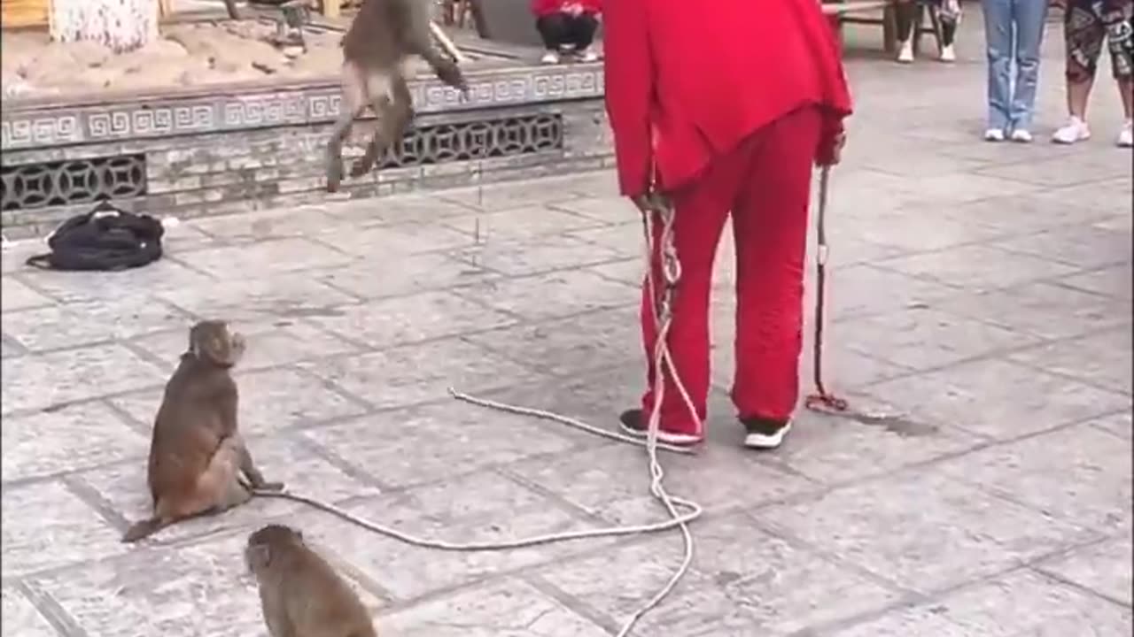 Funny monkeys show🤣🤣 #shorts #viral #trending #animals