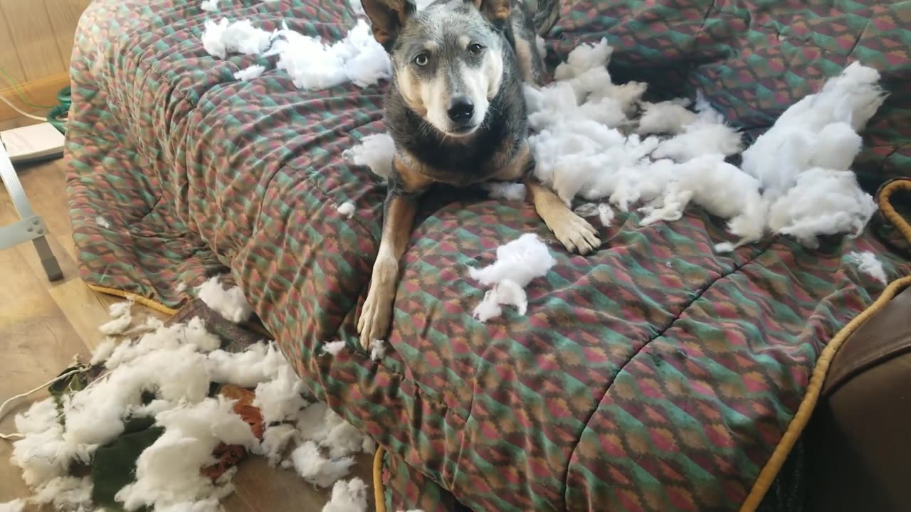 Guilty Dog Pretends Innocence After Totally Wrecking Fluffy Pillow