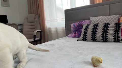 Golden Retriever Puppy Meets Tiny Chick for the First Time