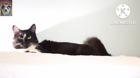 Cat beautiful