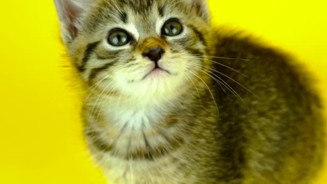 Mau Mau cute cat 😸😸😸