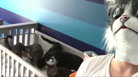 Funny cat video
